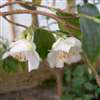 camellia species C.fraterna