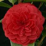 Camellia hybrid Free Spirit