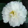 Camellia sasanqua Fuji-no-mine