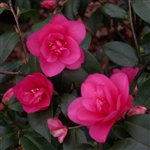 Camellia hybrid Gay Baby