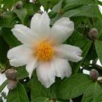 Camellia granthamiana