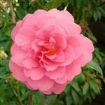 camellia williamsii hybrid Gwavas