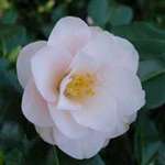 camellia japonica Hagoromo