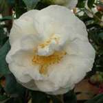 camellia japonica Hakurakuten