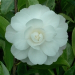 Camellia sasanqua Hime-Botan