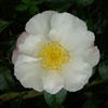 Camellia sasanqua Hinode-gumo