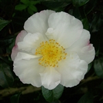 Camellia sasanqua Hinode-gumo
