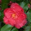 Camellia japonica Holly Bright