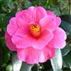 Camellia hybrid Inspiration