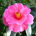 Camellia hybrid Inspiration