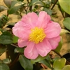 Camellia sasanqua Isoli