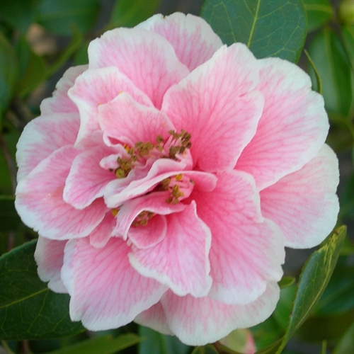 Camellia williamsii hybrid Jennifer Trehane