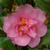 Camellia sasanqua Jennifer Susan