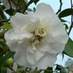 Camellia williamsii hybrid Jill Totty