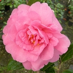 Camellia williamsii hybrid Joan Trehane