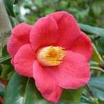 Camellia japonica Jupiter