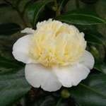 Camellia williamsii hybrid Jury's Yellow
