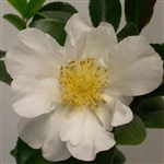 Camellia sasanqua Kenkyo