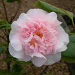 Camellia japonica Kitty Berry