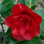 Camellia japonica Konronkoku