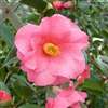 camellia hybrid Leonard Messel