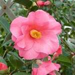 camellia hybrid Leonard Messel