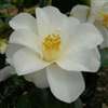 camellia japonica Lily Pons