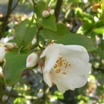 Camellia lutchuensis