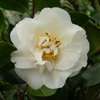 camellia japonica Mary Costa