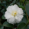 Camellia sasanqua Mine-no-yuki