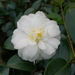 Camellia sasanqua Mine-no-yuki