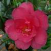Camellia williamsii hybrid Mirage
