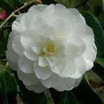 camellia japonica Miss Universe