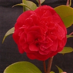 Camellia japonica Mrs Charles Cobb