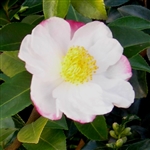 Camellia sasanqua Narumigata