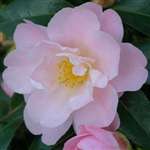 Camellia hybrid Nicky Crisp