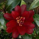 Camellia hybrid Night Rider