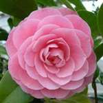 camellia japonica Nuccio's Cameo