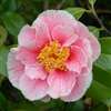 camellia japonica Oo La La