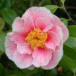 Camellia japonica Oo-La-La