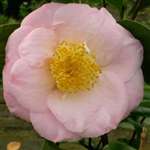 Camellia japonica Patricia Ann