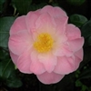 Camellia hybrid Peggy Burton