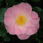 Camellia hybrid Peggy Burton