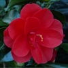 Camellia japonica Red Hots