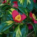 Camellia japonica Reigyoku