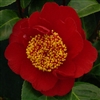 Camellia williamsii hybrid Rendezvous