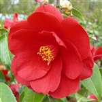 Camellia japonica Royal Velvet