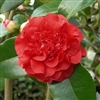 camellia hybrid Ruby Wedding