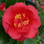 Camellia japonica Ruddigore