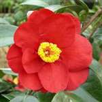 camellia japonica San Dimas